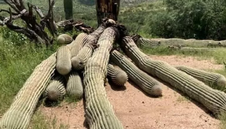 مدار الساعة,أخبار خفيفة ومنوعة