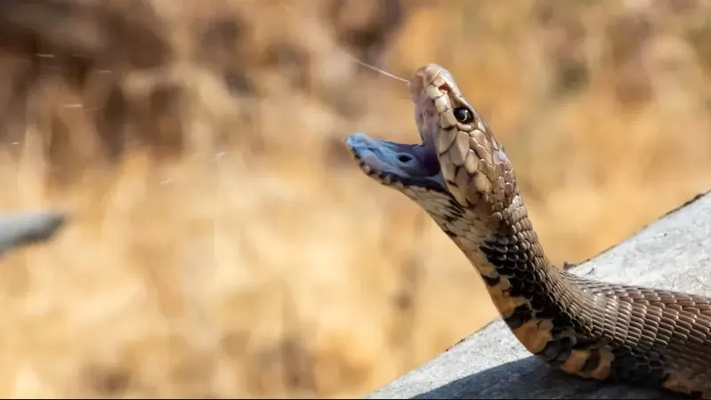 مدار الساعة,أخبار الأردن,اخبار الاردن,التقرير المروري اليومي,الدفاع المدني