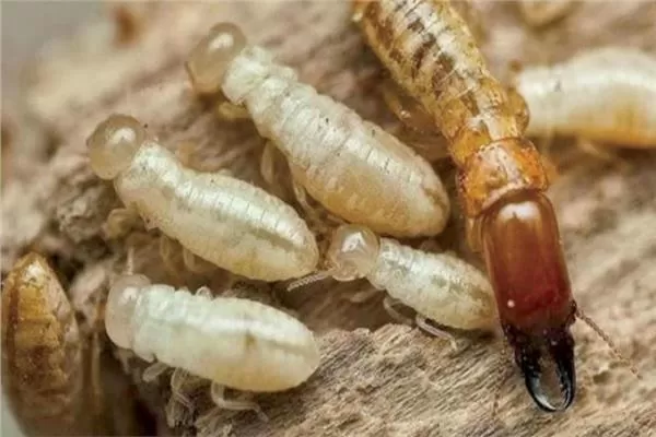 مدار الساعة,أخبار الأردن,اخبار الاردن