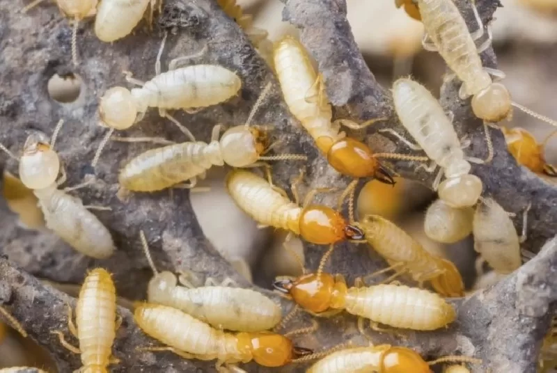 مدار الساعة,أخبار الأردن,اخبار الاردن