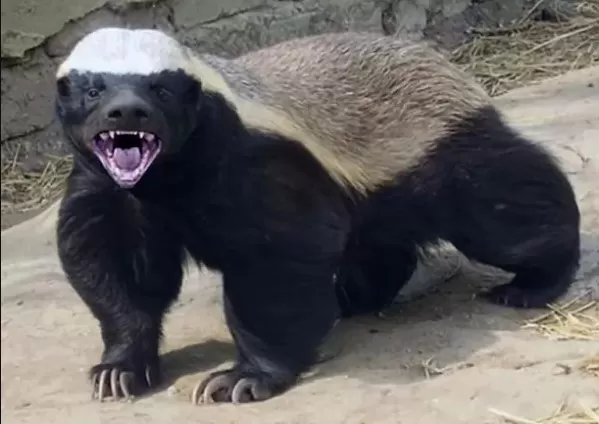 مدار الساعة,أخبار الأردن,اخبار الاردن