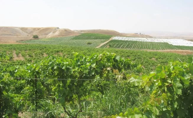 مدار الساعة,أخبار الأردن,اخبار الاردن,وزارة المياه والري,وادي الأردن,وزارة المياه