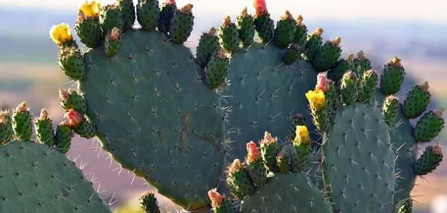 مدار الساعة,أخبار الأردن,اخبار الاردن,وزارة الزراعة