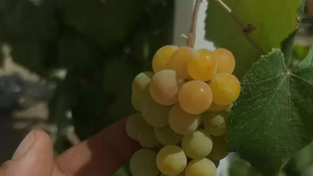 مدار الساعة,أخبار خفيفة ومنوعة