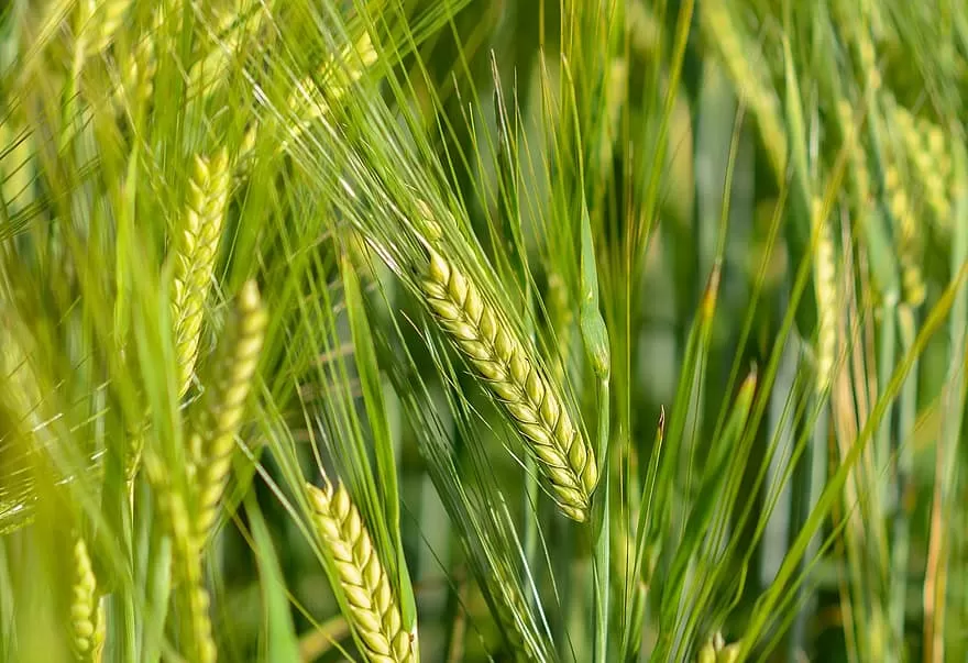 مدار الساعة,أخبار اقتصادية,وزير المالية,كورونا,الملك عبدالله الثاني