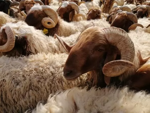 مدار الساعة,أخبار الأردن,اخبار الاردن,الأمن العام,الدوريات الخارجية