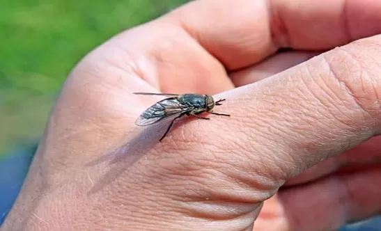 مدار الساعة,أخبار الأردن,اخبار الاردن,وزير الزراعة,خالد حنيفات,وزارة الزراعة,وادي الأردن,البحر الميت