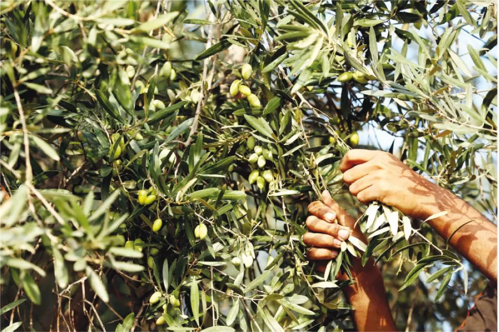 مدار الساعة,أخبار الأردن,اخبار الاردن,وكالة الأنباء الأردنية