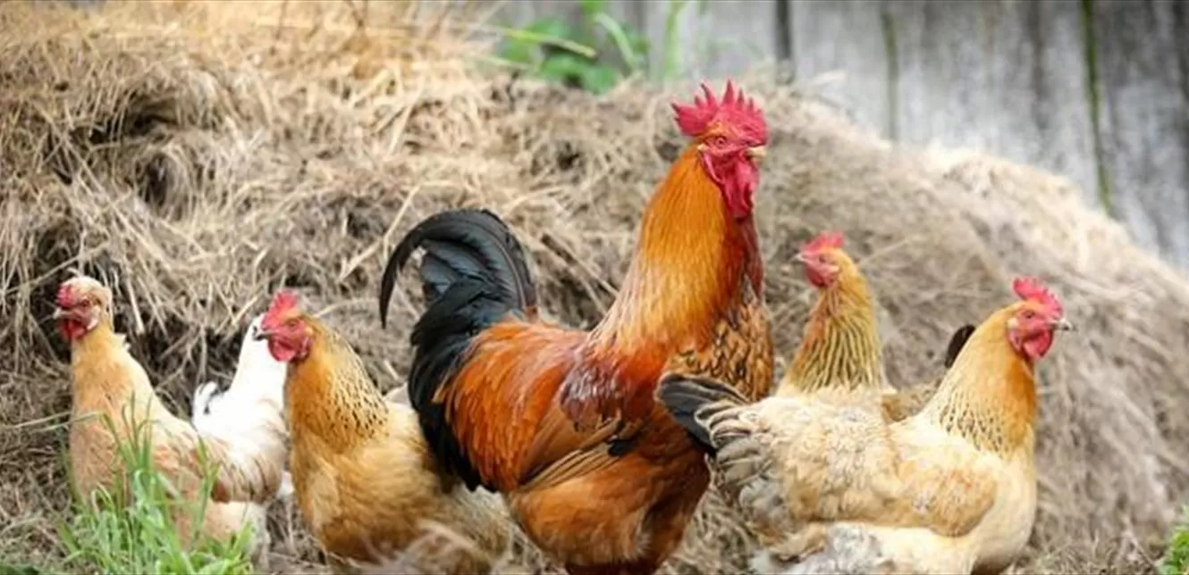 مدار الساعة,أخبار خفيفة ومنوعة,وزارة الزراعة
