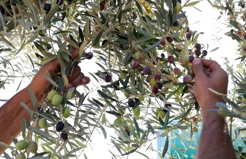 مدار الساعة,أخبار المجتمع الأردني,البحر الميت