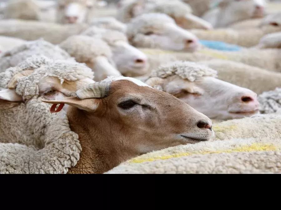 مدار الساعة,أخبار الأردن,اخبار الاردن,كورونا