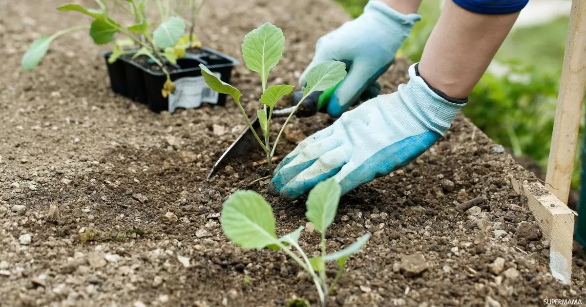 مدار الساعة,أخبار الأردن,اخبار الاردن,وزير الزراعة,كورونا,المملكة الأردنية الهاشمية,وزارة الزراعة,التنمية المستدامة