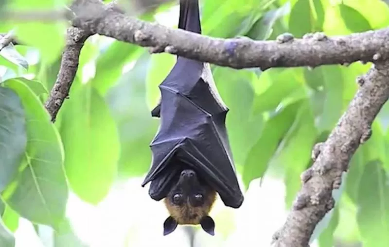 مدار الساعة,أخبار عربية ودولية,كوفيد 19,كورونا