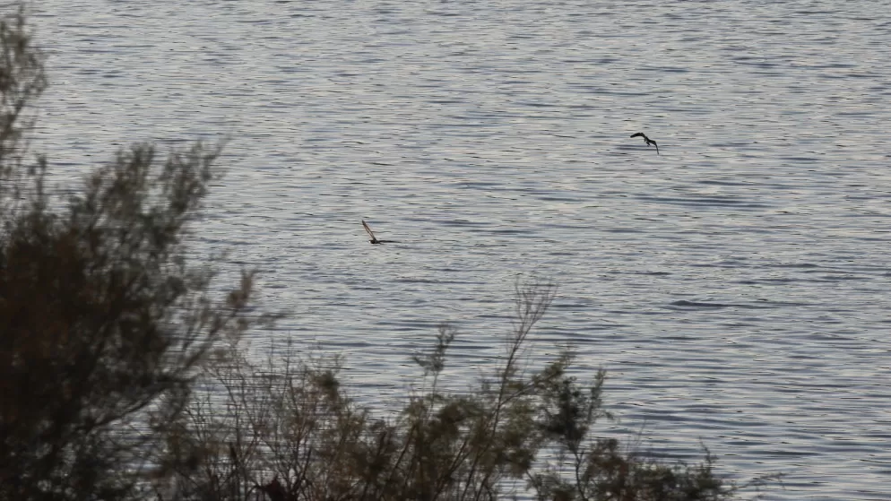 مدار الساعة,أخبار الأردن,اخبار الاردن,وزير المياه والري,سلطة وادي الأردن,مجلس الأعيان,وادي الأردن,وزارة المياه,خزينة الدولة