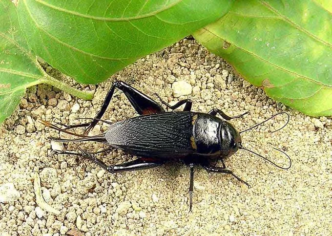 مدار الساعة,أخبار خفيفة ومنوعة