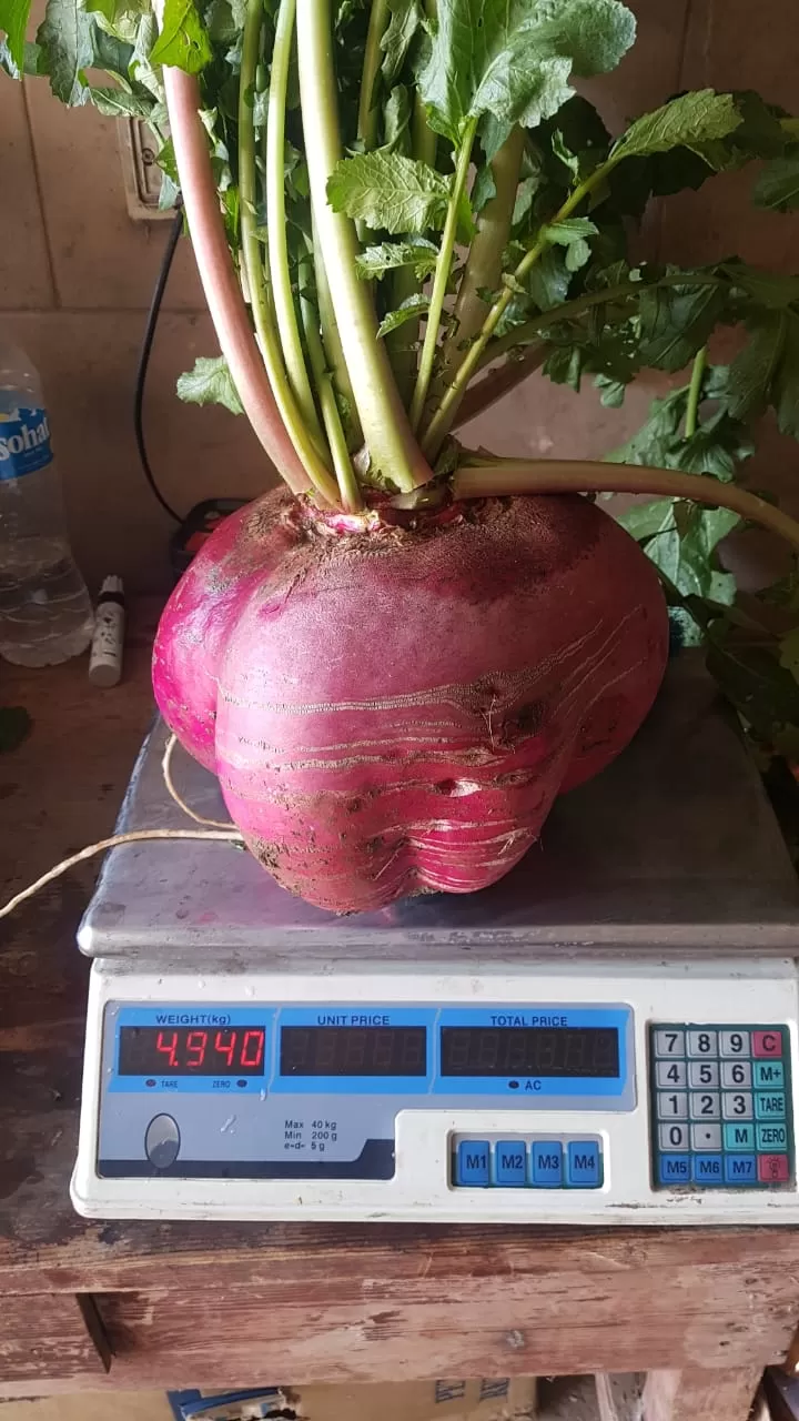 مدار الساعة,أخبار خفيفة ومنوعة