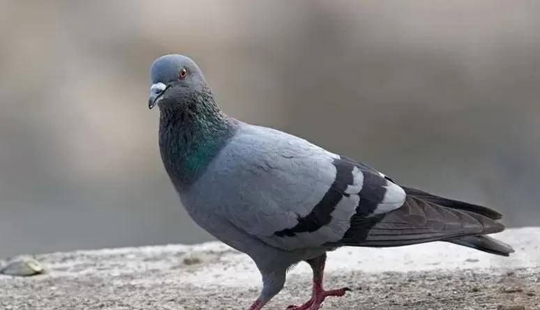 مدار الساعة,أخبار خفيفة ومنوعة