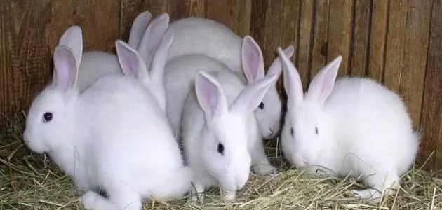 مدار الساعة,شؤون دينية