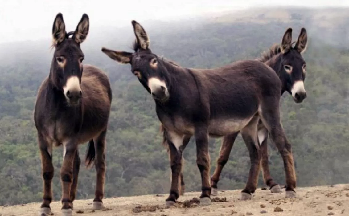 مدار الساعة,Video,فيديو,أخبار عربية ودولية,مواقع التواصل الاجتماعي