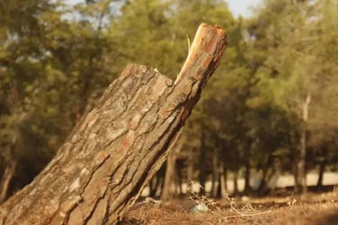 مدار الساعة,أخبار الأردن,اخبار الاردن,وزير الزراعة,الأمن العام