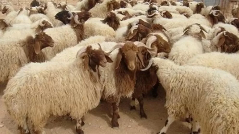 مدار الساعة,أخبار الأردن,اخبار الاردن,وزير الزراعة,خالد حنيفات