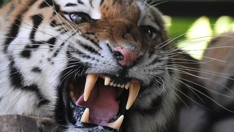 مدار الساعة,أخبار عربية ودولية