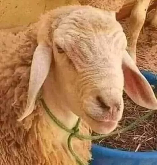 مدار الساعة,أخبار الأردن,اخبار الاردن