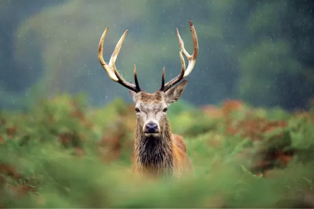 مدار الساعة,أخبار الأردن,اخبار الاردن,وزارة الزراعة