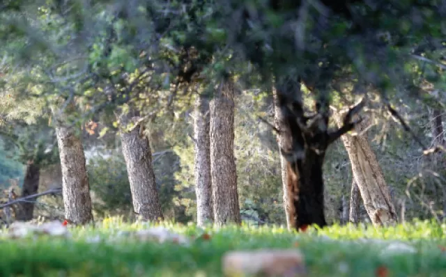 مدار الساعة,أخبار الأردن,اخبار الاردن,وزير الزراعة,خالد حنيفات,صندوق المعونة الوطنية,وكالة الأنباء الأردنية