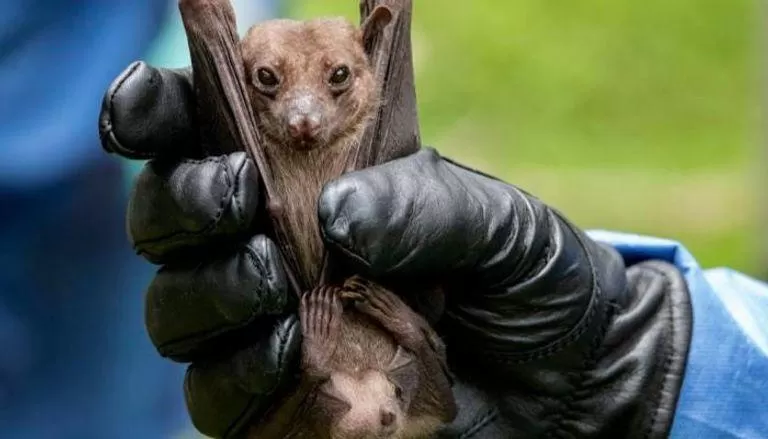 مدار الساعة,أخبار عربية ودولية,كورونا