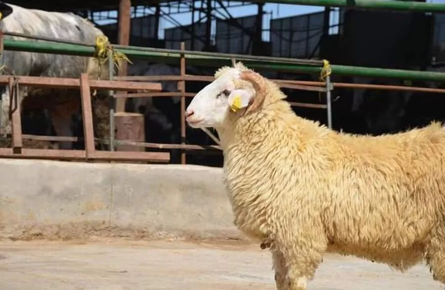 مدار الساعة,أخبار الأردن,اخبار الاردن