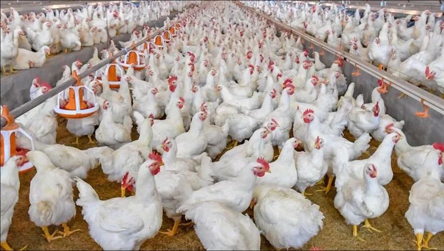 مدار الساعة,أخبار الأردن,اخبار الاردن,وزارة الزراعة,#استيراد_الدجاج_في_الأردن #الوضع_الصحي_البيطري #حماية_المنتج_المحلي