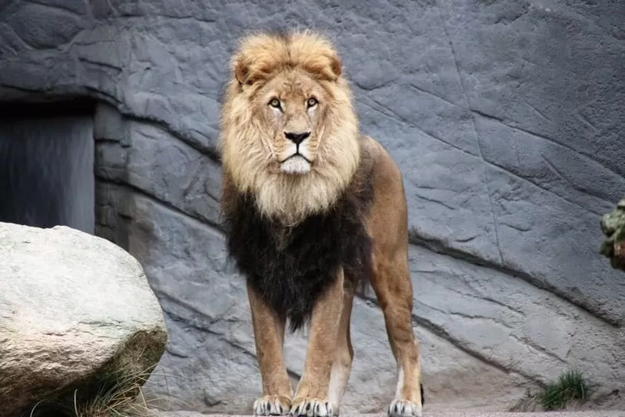 مدار الساعة,أخبار عربية ودولية,قطاع غزة,#وفاة_طفل_بعد_هجوم_أسد #حديقة_للحيوان_بخانيونس #الشرطة_تحقق_في_الحادثة