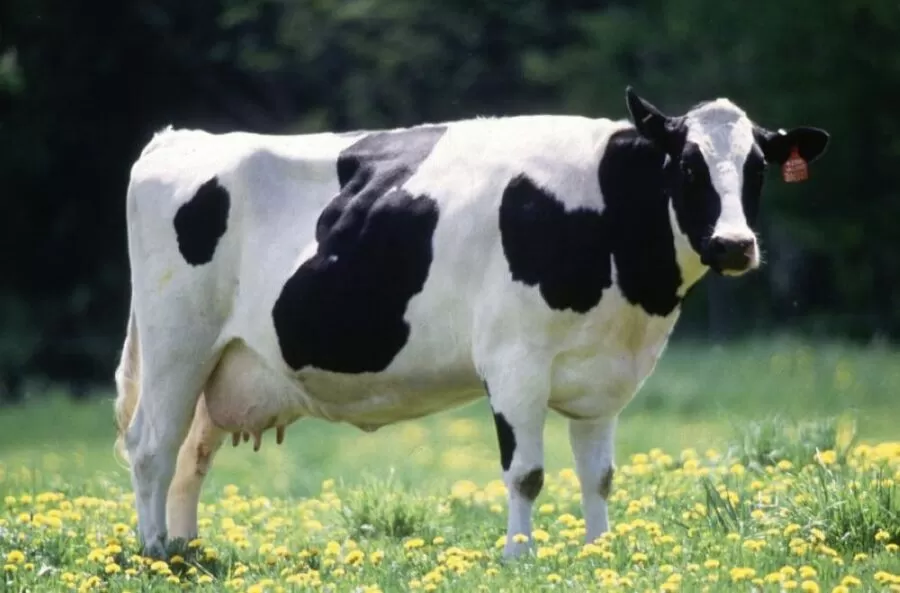 مدار الساعة,أخبار الأردن,اخبار الاردن,وزارة الزراعة,رئاسة الوزراء,وزارة المالية,#الأمن_الحيوي #تعويضات_نفوق_الأبقار #الحمى_القلاعية