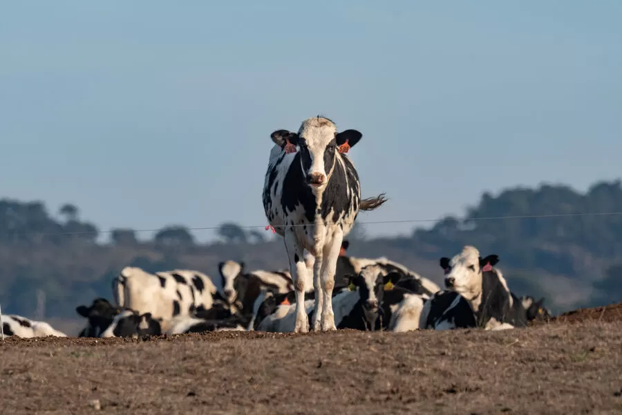 مدار الساعة,أخبار الأردن,اخبار الاردن,وزارة الزراعة,مؤسسة الإقراض الزراعي,المؤسسة العامة للغذاء والدواء,المؤسسة التعاونية الأردنية,الإقراض الزراعي,#تعويضات_الحمى_القلاعية #الإقراض_الزراعي #مطعوم_الحمى_القلاعية