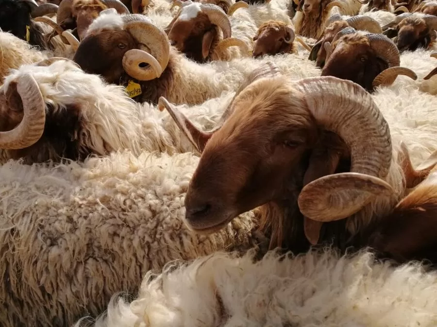 مدار الساعة,أخبار الأردن,اخبار الاردن,وزير الزراعة,وزارة الزراعة,عيد الأضحى,#وقف_استيراد_الاغنام #حفاظ_على_المنتج_المحلي #استدامة_الدخل_لمربي_الاغنام