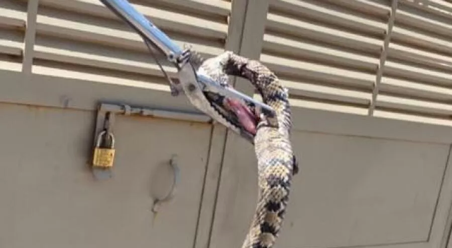 مدار الساعة,أخبار الأردن,اخبار الاردن,الدفاع المدني,درجات الحرارة,#الدفاع_المدني #الأفاعي_في_الأردن #التعامل_مع_الأفاعي