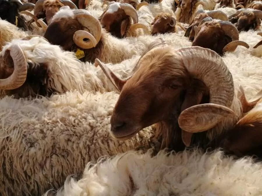 مدار الساعة,أخبار الأردن,اخبار الاردن,وزير الزراعة,خالد حنيفات,وزارة الزراعة