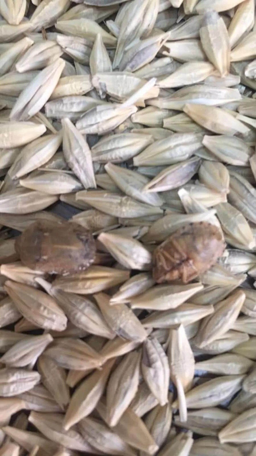 مدار الساعة,أخبار الأردن,اخبار الاردن,وزارة الزراعة,1. #وزارة_الزراعة,2. #الحصاد_في_وقت_الذروة,3. #جمع_حشرة_السونة_خلال_الحصاد