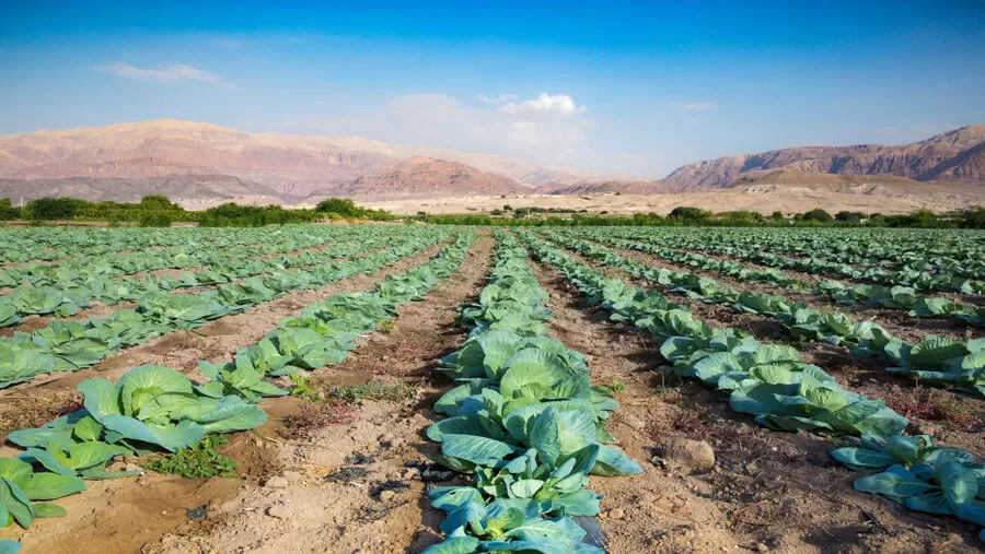مدار الساعة,أخبار اقتصادية,وزارة الزراعة,الملكية الأردنية,#تراجع_صادرات_المنتج_الزراعي #الظروف_الإقليمية_تؤثر_على_التجارة_الزراعية #تحديات_الزراعة_في_الأردن