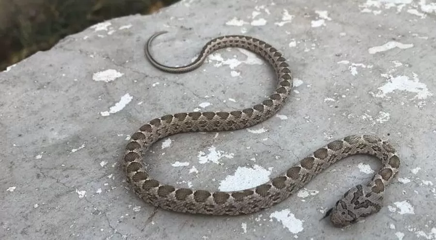 مدار الساعة,أخبار الأردن,اخبار الاردن,#الأفاعي #لدغة_الأفعى #السلامة_العامة