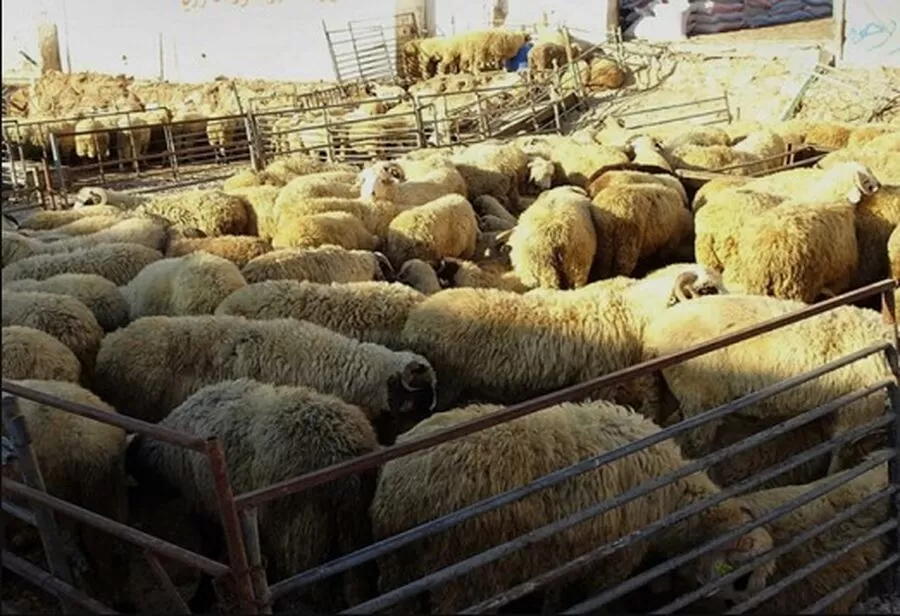 مدار الساعة,أخبار الأردن,اخبار الاردن,أمانة عمان الكبرى,عيد الأضحى,#أضاحي_عمان #تصاريح_الأضاحي #عيد_الأضحى_في_عمان