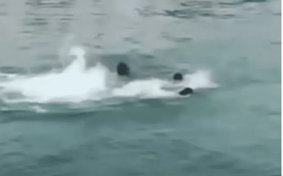 مدار الساعة,أخبار عربية ودولية,وزارة البيئة,#الغردقة #القرش_القاتل #السلامة_في_البحر