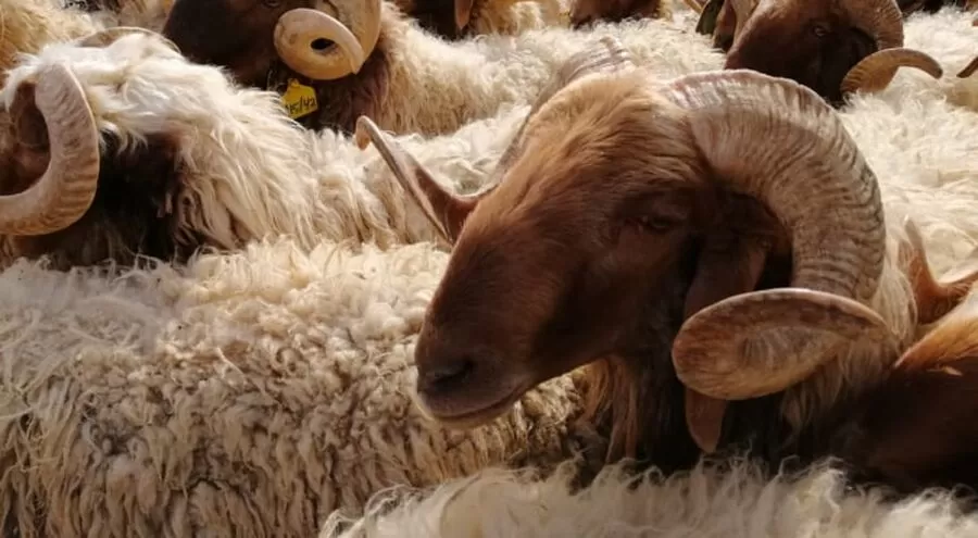 مدار الساعة,أخبار اقتصادية,وزارة الزراعة,عيد الأضحى,#تصدير_الخراف_الأردنية #مربي_المواشي_الأردنيين #منع_استيراد_الخراف_الأردنية