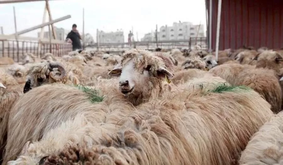 مدار الساعة,شؤون دينية,دائرة الإفتاء العام