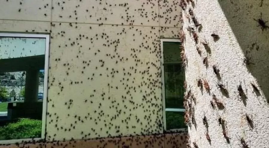 مدار الساعة,أخبار عربية ودولية,وزارة الزراعة,#غزو_الصراصير_في_نيفادا #تدهور_الظروف_البيئية #تأثير_الحشرات_على_التربة_والمياه