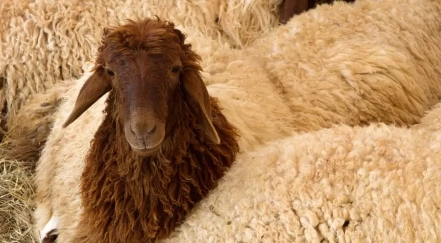 مدار الساعة,أخبار الأردن,اخبار الاردن,#بلدية_المفرق_الكبرى #الأضاحي_في_الأردن #المسؤولية_المجتمعية