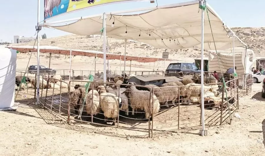 مدار الساعة,أخبار اقتصادية,وزارة الزراعة,عيد الأضحى,المملكة العربية السعودية,1. #أسعار_الأضاحي_تنخفض_15_بالمئة,2. #الأضاحي_المستوردة_تحظى_باهتمام_التجار,3. #الاقبال_على_الأضاحي_يتوقع_زيادته_قبيل_العيد