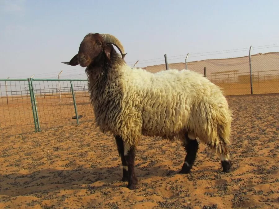 مدار الساعة,أخبار اقتصادية,وزارة الزراعة,الجمارك الأردنية,وكالة الأنباء الأردنية,#صادرات_الأغنام_البلدية #السوق_السعودية #فحص_الأغنام