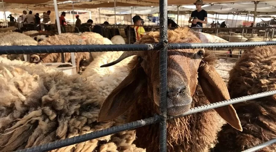 مدار الساعة,أخبار الأردن,اخبار الاردن,عيد الأضحى,#أضاحي_العيد #أسعار_الأضاحي #تجارة_المواشي